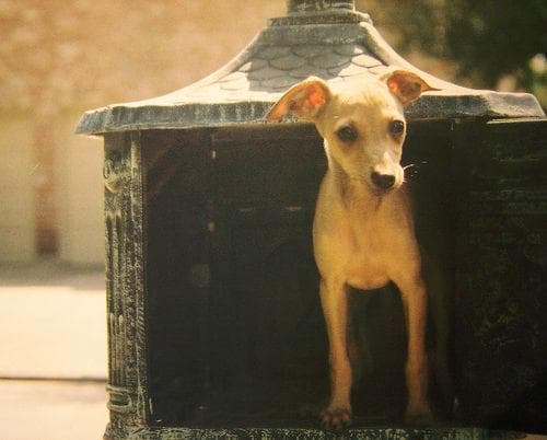 Greyhound Italian dog