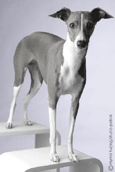 Greyhound dog