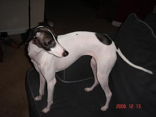 Greyhound dog