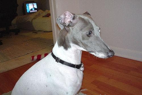 Greyhound