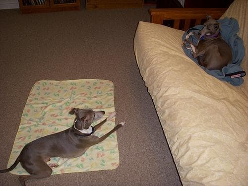 Greyhound Italian dog