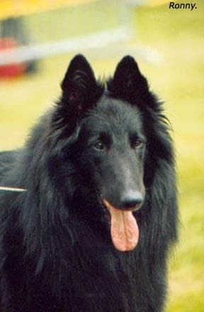 Groenendael dog