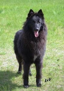 Groenendael dog