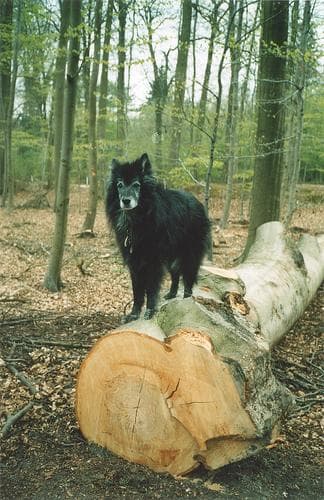 Groenendael dog
