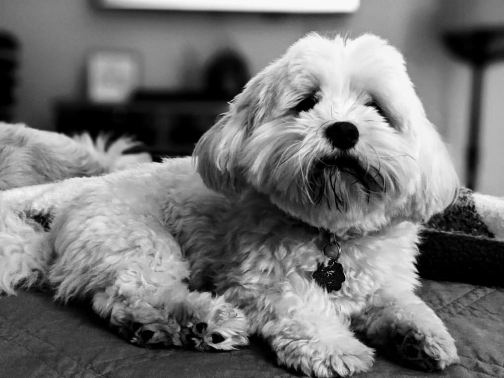 Havanese dog
