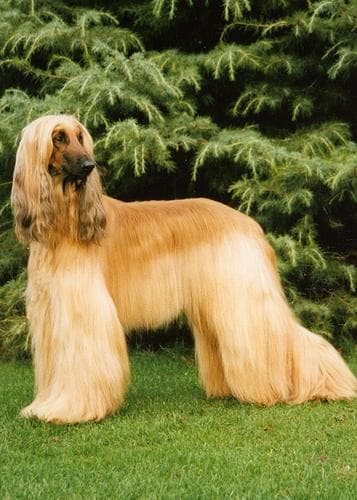 Hound Afghan dog
