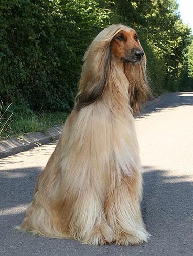 Hound Afghan dog