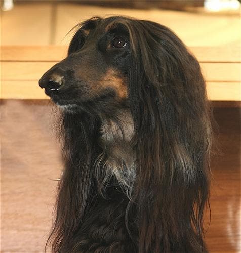 Hound dog