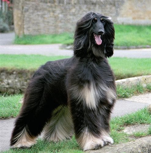 Hound Afghan dog