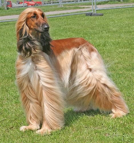 Hound dog