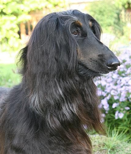 Hound Afghan