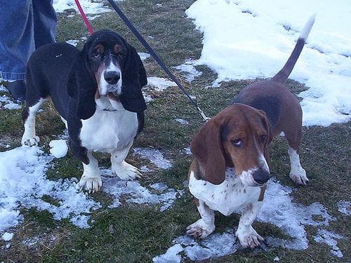 Hound Basset dog