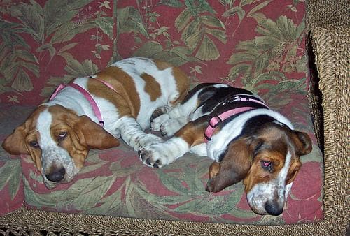 Hound Basset dog