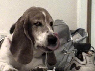 Hound Basset dog