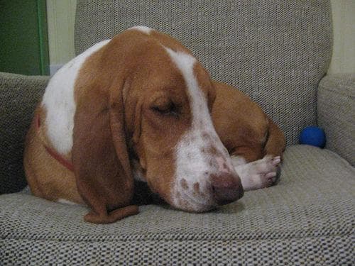 Hound