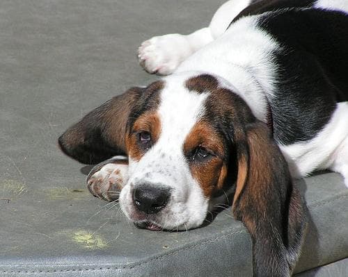 Hound Basset dog