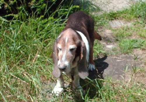 Hound Basset