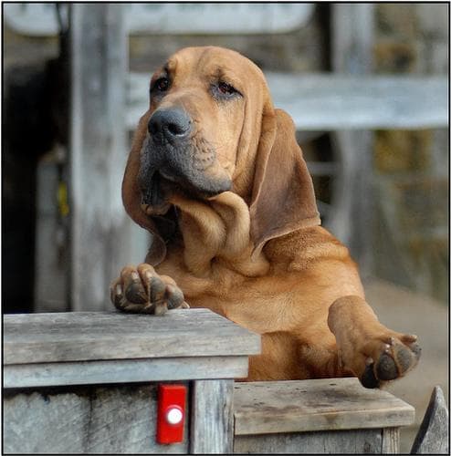 Hound Blood dog