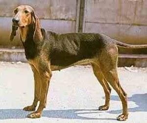 Hound Blood