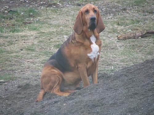 Hound Blood dog