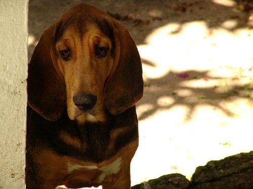 Hound Blood dog