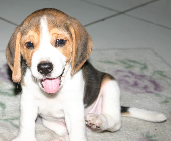 Hound English dog