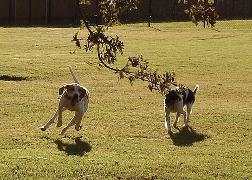 Hound English dog