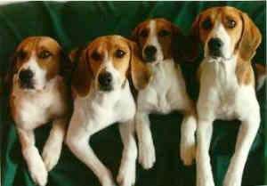 Hound English dog