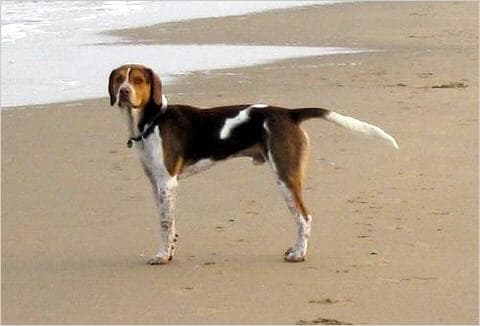 Hound English