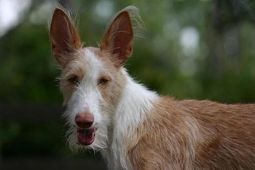 Hound Ibizan dog