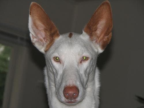 Hound Ibizan dog