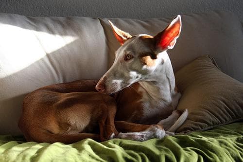 Hound Ibizan dog