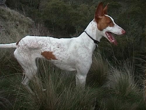 Hound Ibizan