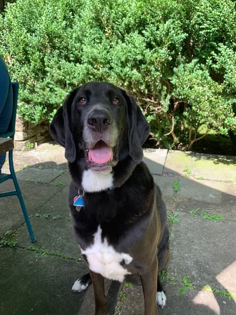 Hound Plott