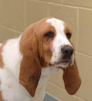 Hound Walker dog