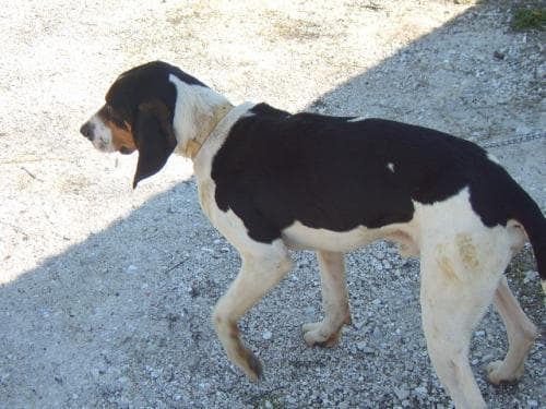 Hound Walker