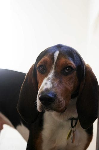 Hound Walker dog
