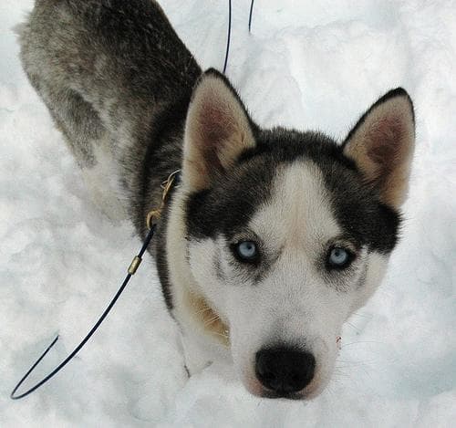 Husky dog
