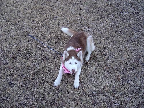 Husky dog