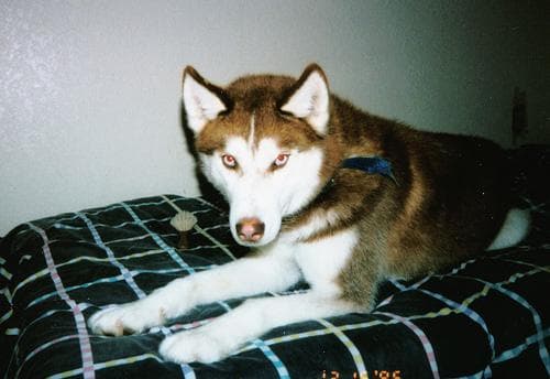 Husky dog