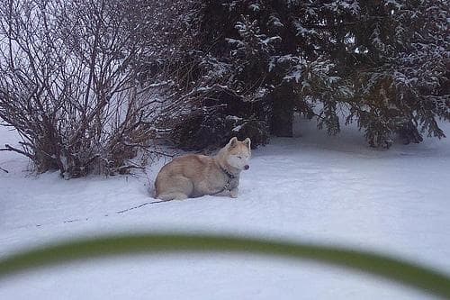 Beautiful husky dog