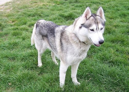 Beautiful husky dog