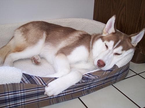 Husky