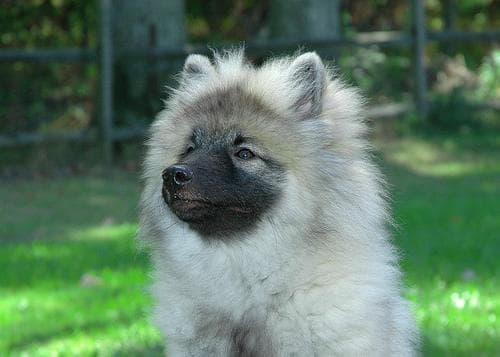 Keeshond dog