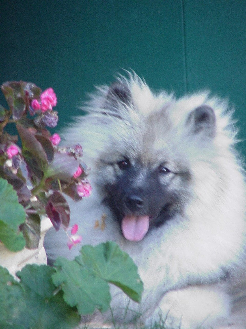 Keeshond dog