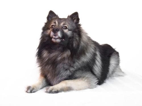 Keeshond dog