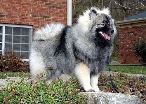 Keeshond