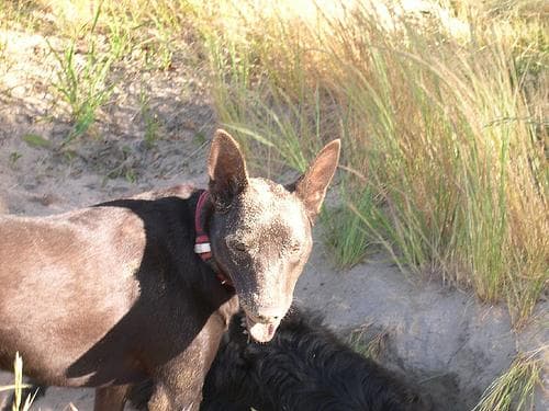 Kelpie dog
