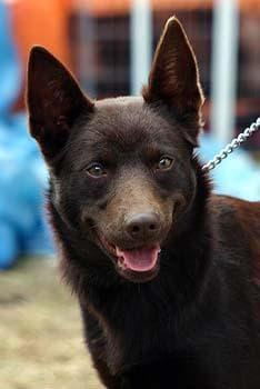 Kelpie dog