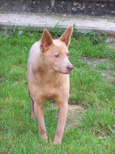 Kelpie